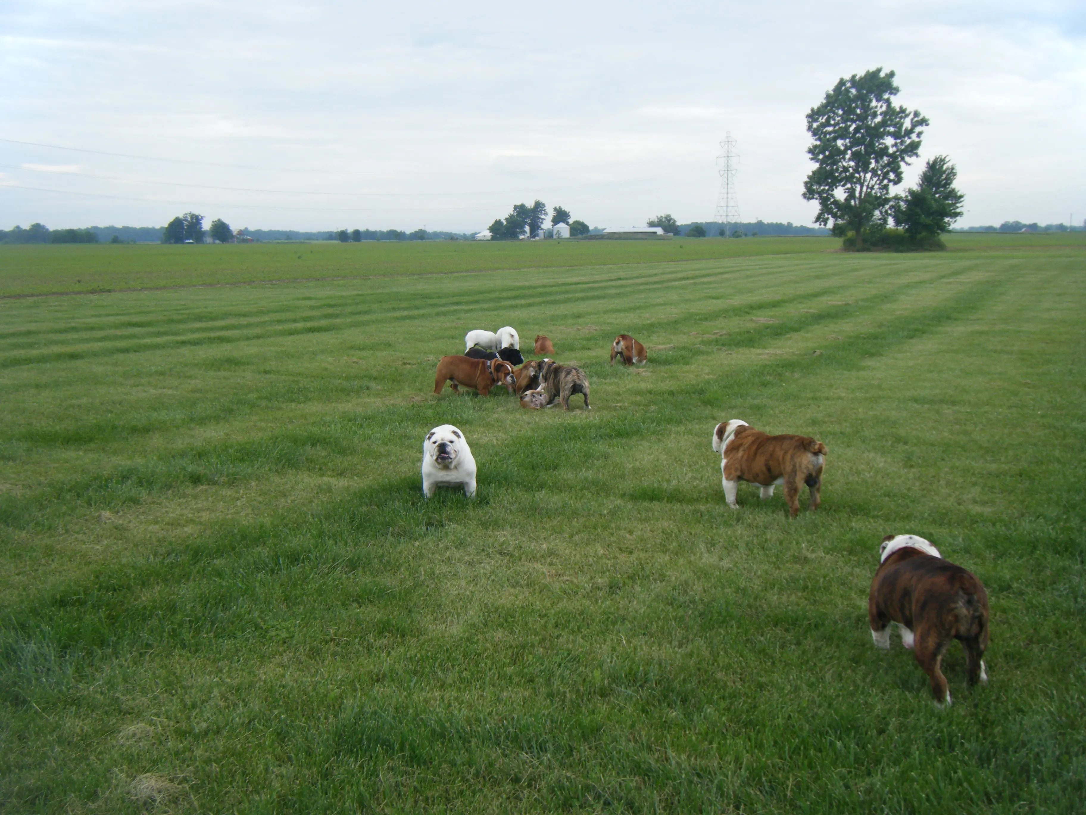 A Bunch of Dogs in a Green Open Field Playing