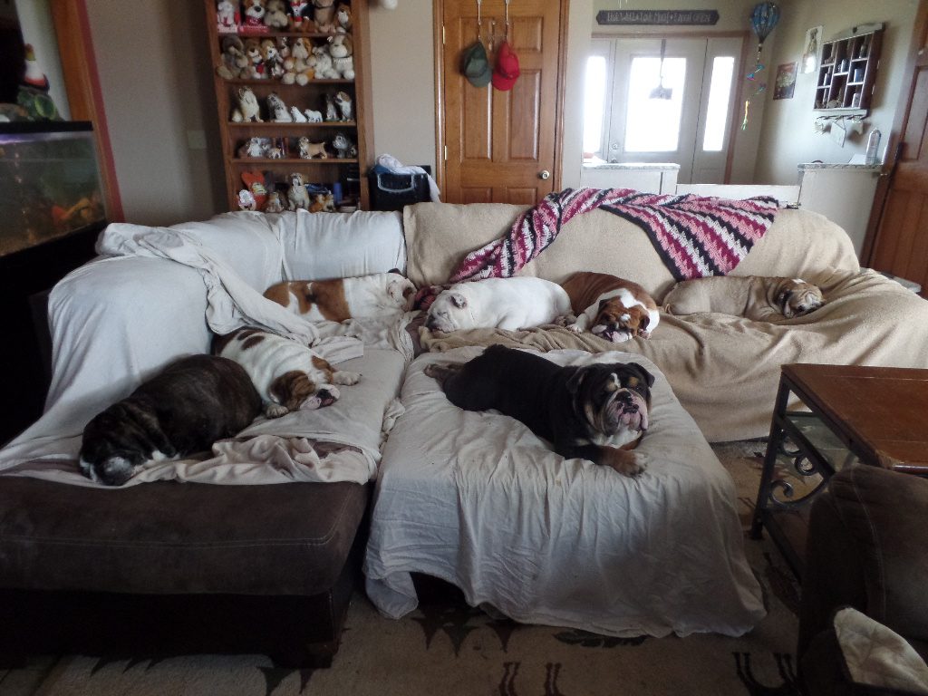 A Group of Dogs Laying on a Couch Covered in Blankets