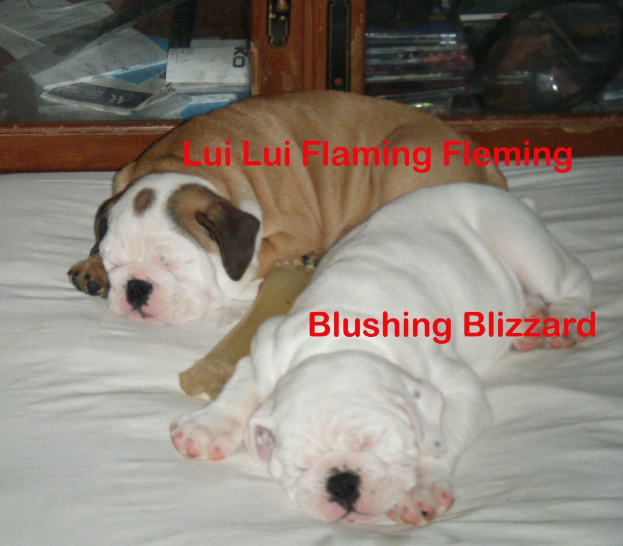 Blushing Blizzard and Lui Lui Flaming Fleming Bull Dog