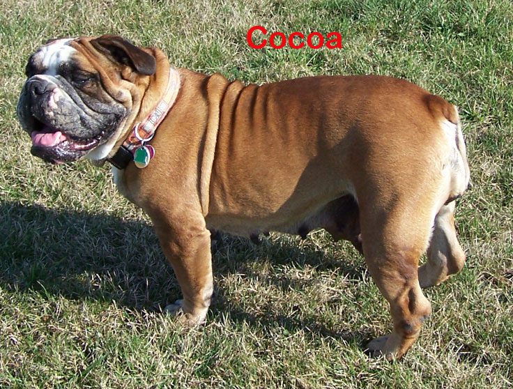 A Brown Color Girl Dog, Cocoa Bulldog With a Leash