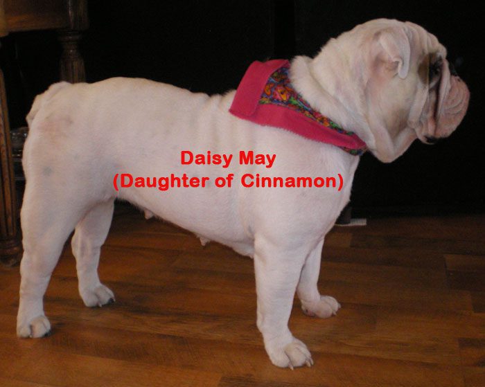 Daisy May Bulldog