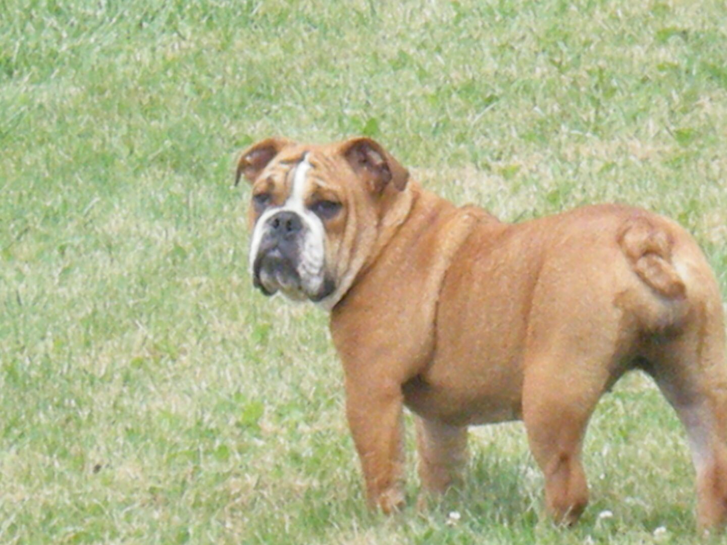 Gege Coco Puff All Brown Bull Dog Looking at A Camera