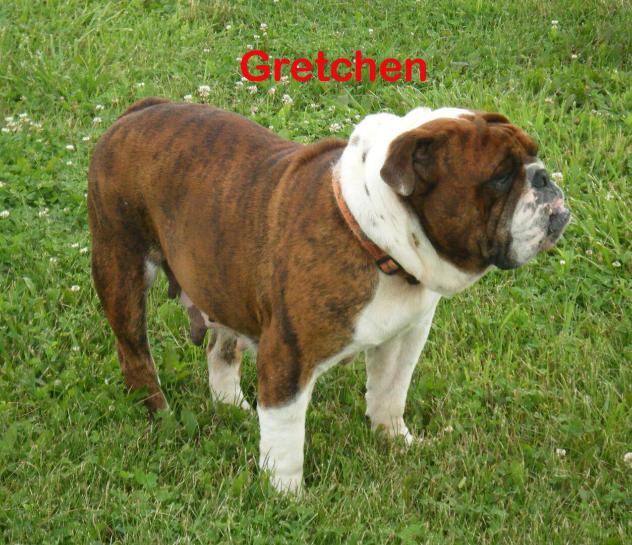 Brown and White Girl Dog, Gretchen Bulldog
