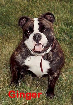 A Brown and White Color Bull Dog, Ginger