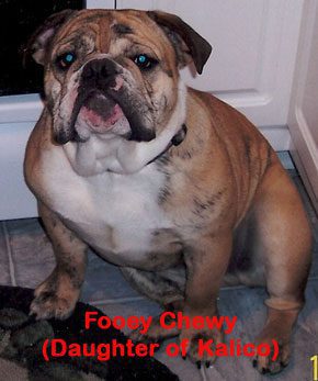 Brown and White Dog, Fooey Chewy Bulldog