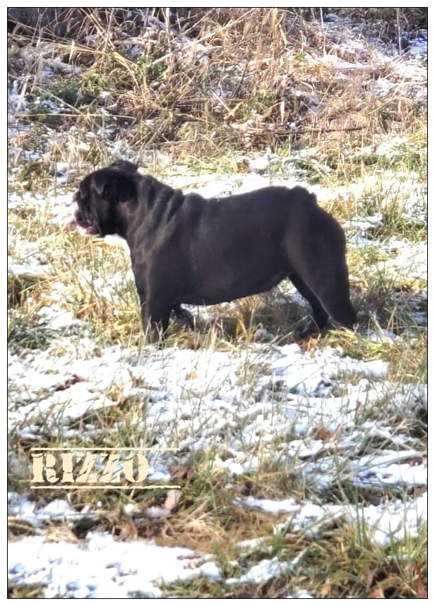 A Full Black Colored Bull Dog on a Lightly Snow Covered Lawn