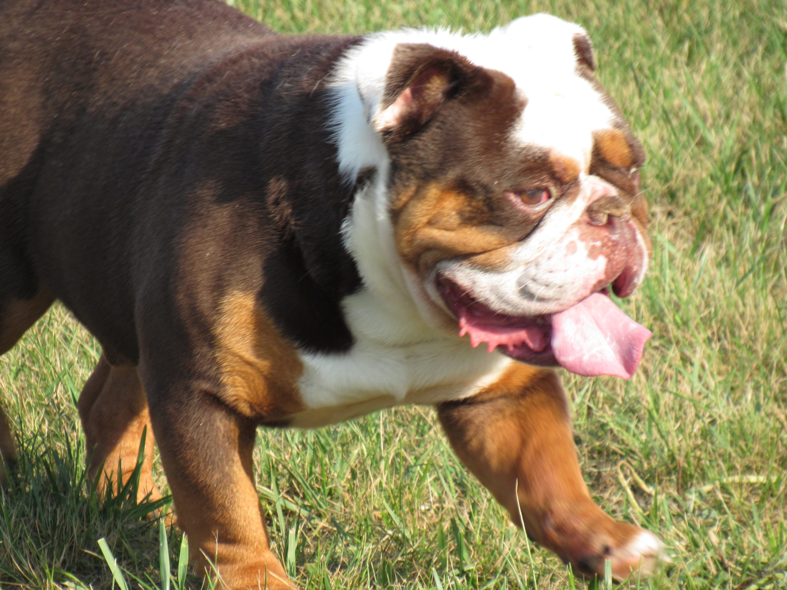 A Brown and White Bull Dog With its Tongue Out