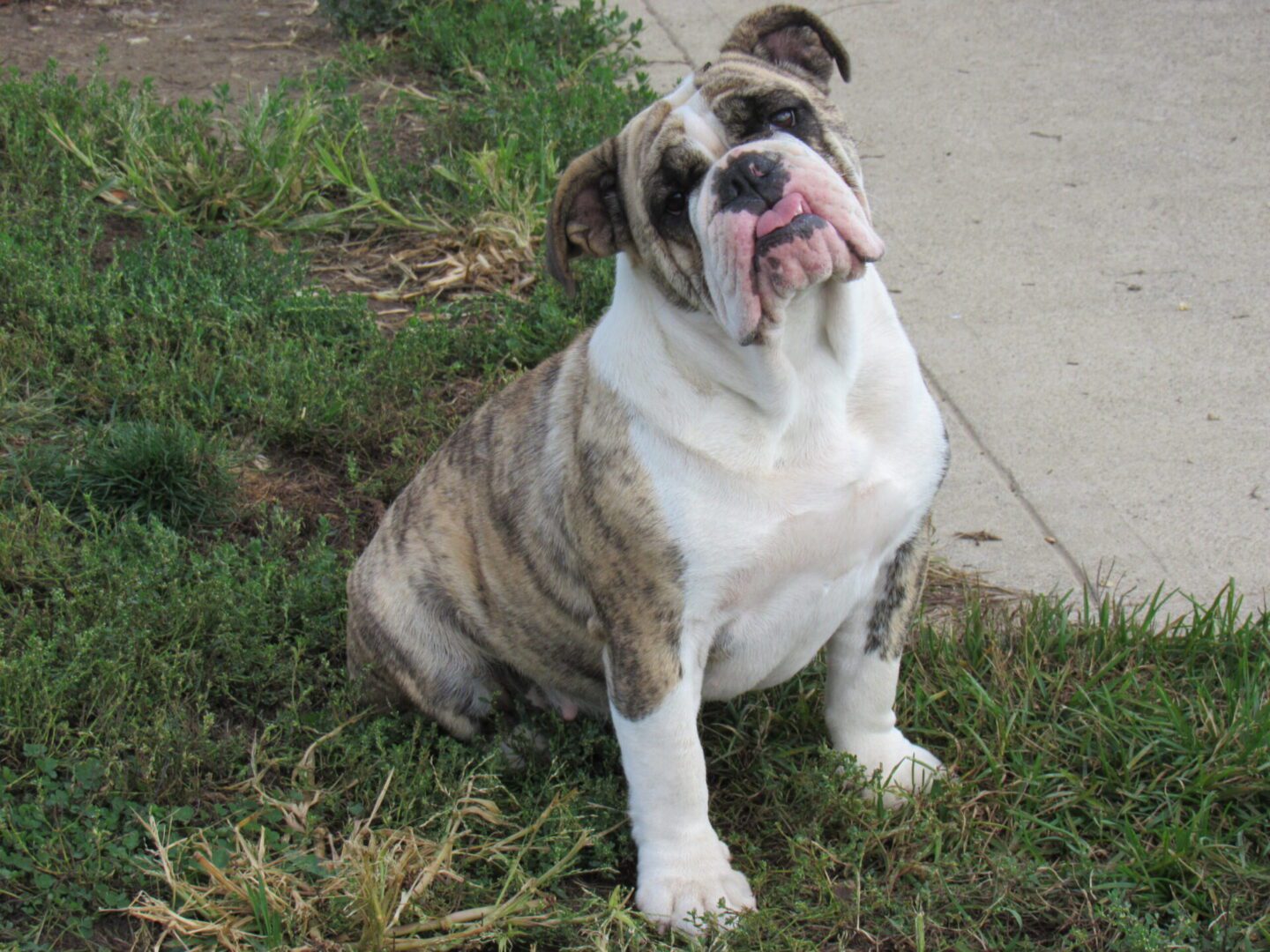 A White and Brown Bull Dog Sitting on a Lawn