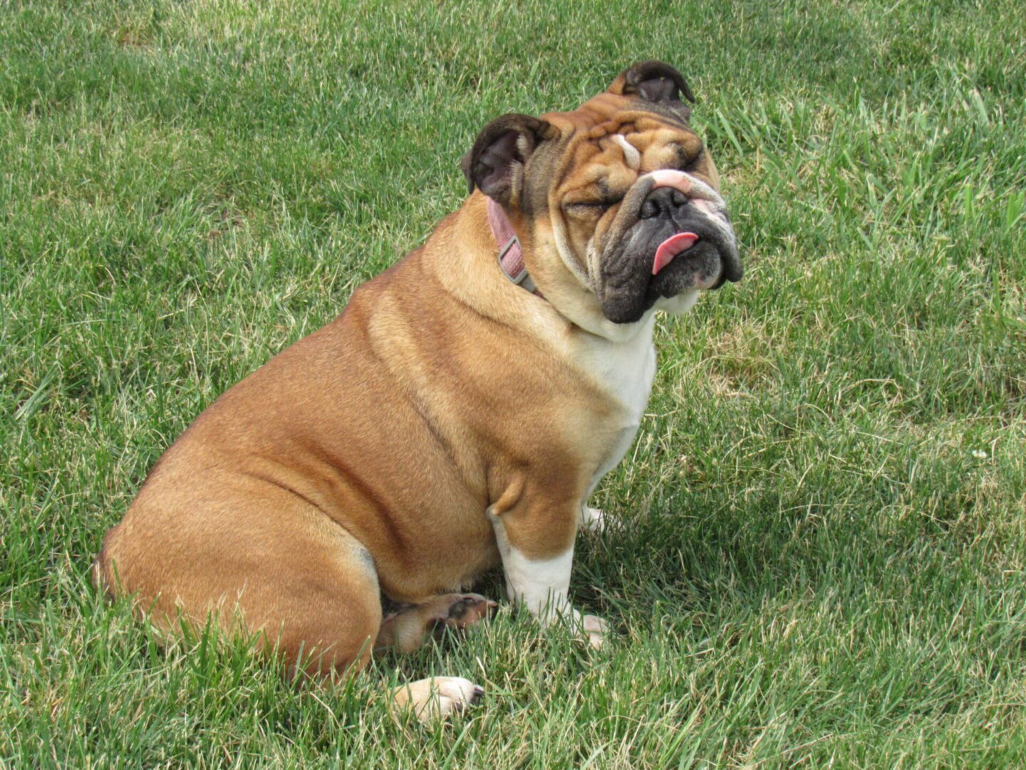 A Light Brown Color Bull Dog Sitting on a Lawn