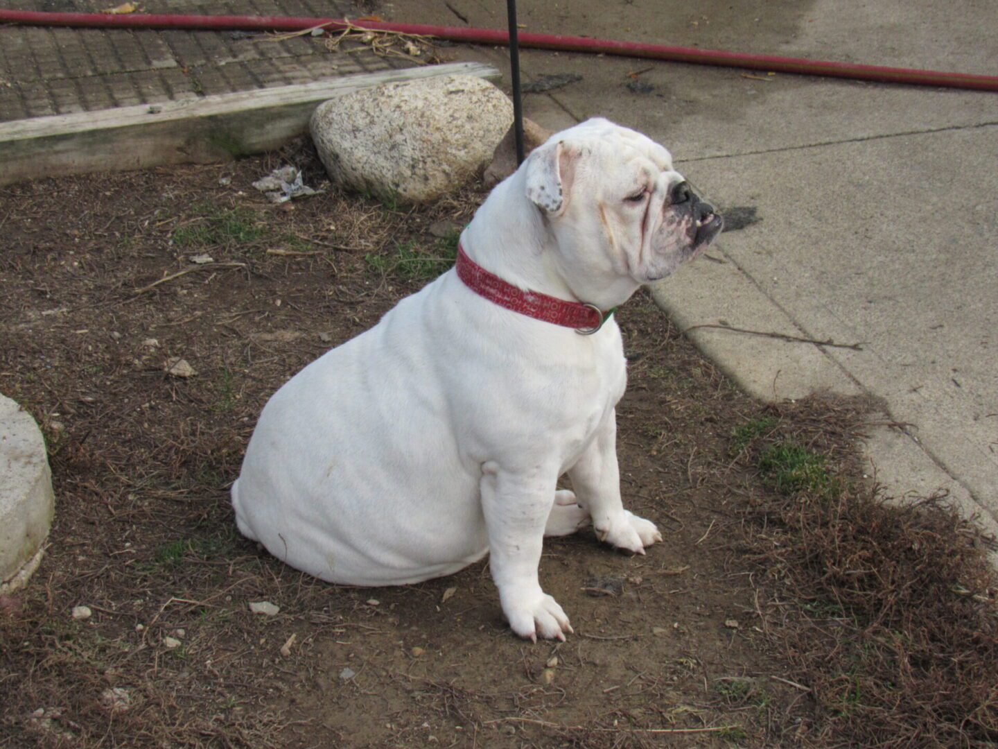 All White Bull Dog Sitting on a Lawn With a Red Leash