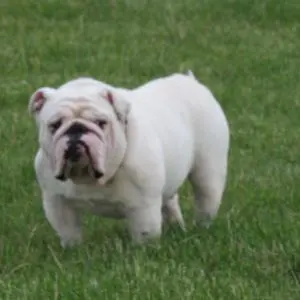 A white bulldog standing in the grass.