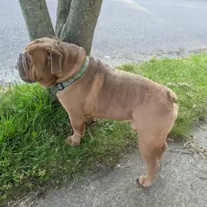 A brown dog standing on the side of a road.