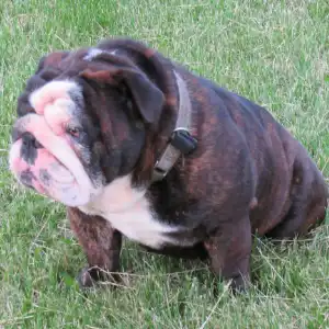 A small dog sitting in the grass with its head down.