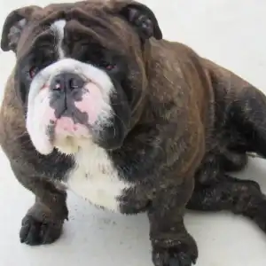 A brown and white dog sitting on top of the ground.