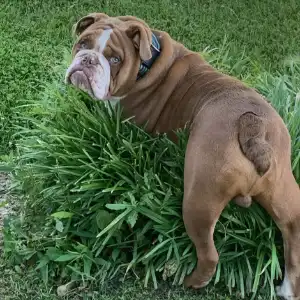 A brown and white dog standing on top of grass.