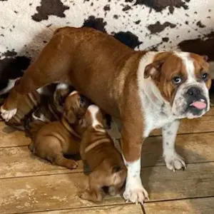 A brown and white dog with its puppies