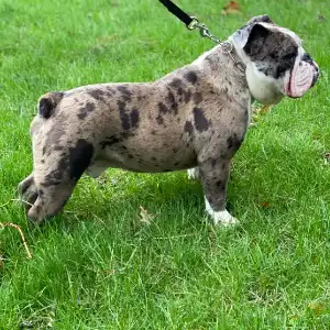 A small dog standing on top of grass.