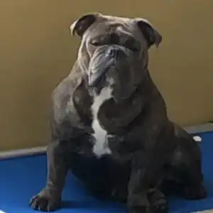 A dog sitting on the ground with its eyes closed.