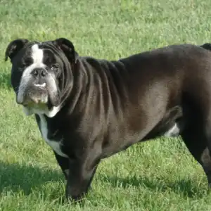 A black and white dog standing in the grass.