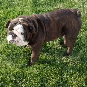 A brown and white dog standing in the grass.