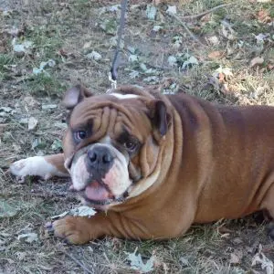 A brown and white dog laying on top of grass.