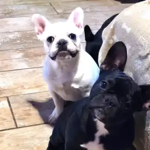 Two dogs are sitting on the ground together.