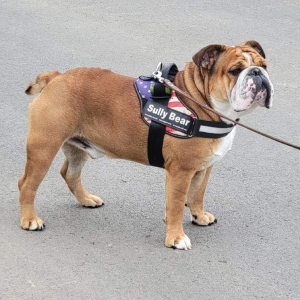 A brown and white dog is pulling on a leash