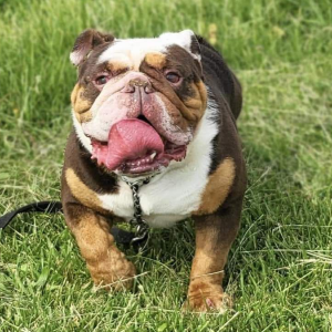 A brown and white dog with its tongue hanging out.