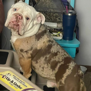 A brown and white dog standing on top of a table.