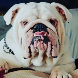 A white bulldog with black spots on its face.