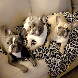 Three dogs are sitting on a leopard print blanket.