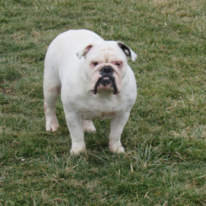 A white bulldog standing in the grass.