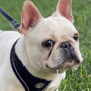 A white dog with black collar sitting in the grass.