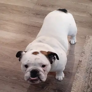 A white and black dog standing on top of a wooden floor.