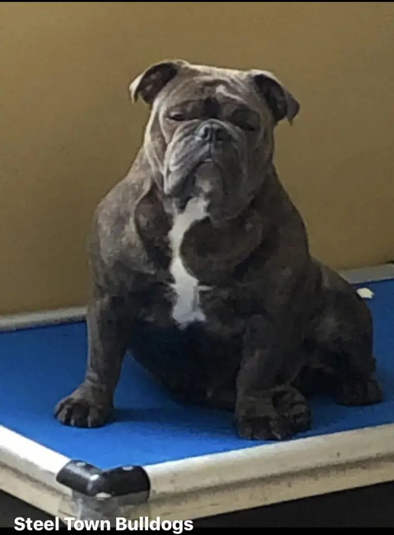 A dog sitting on top of a blue mat.