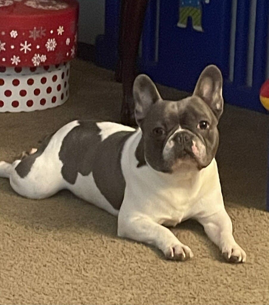 A small dog laying on the floor next to some boxes