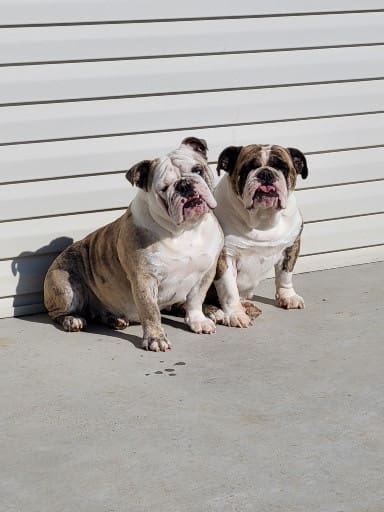 Two dogs sitting on the ground next to a wall.