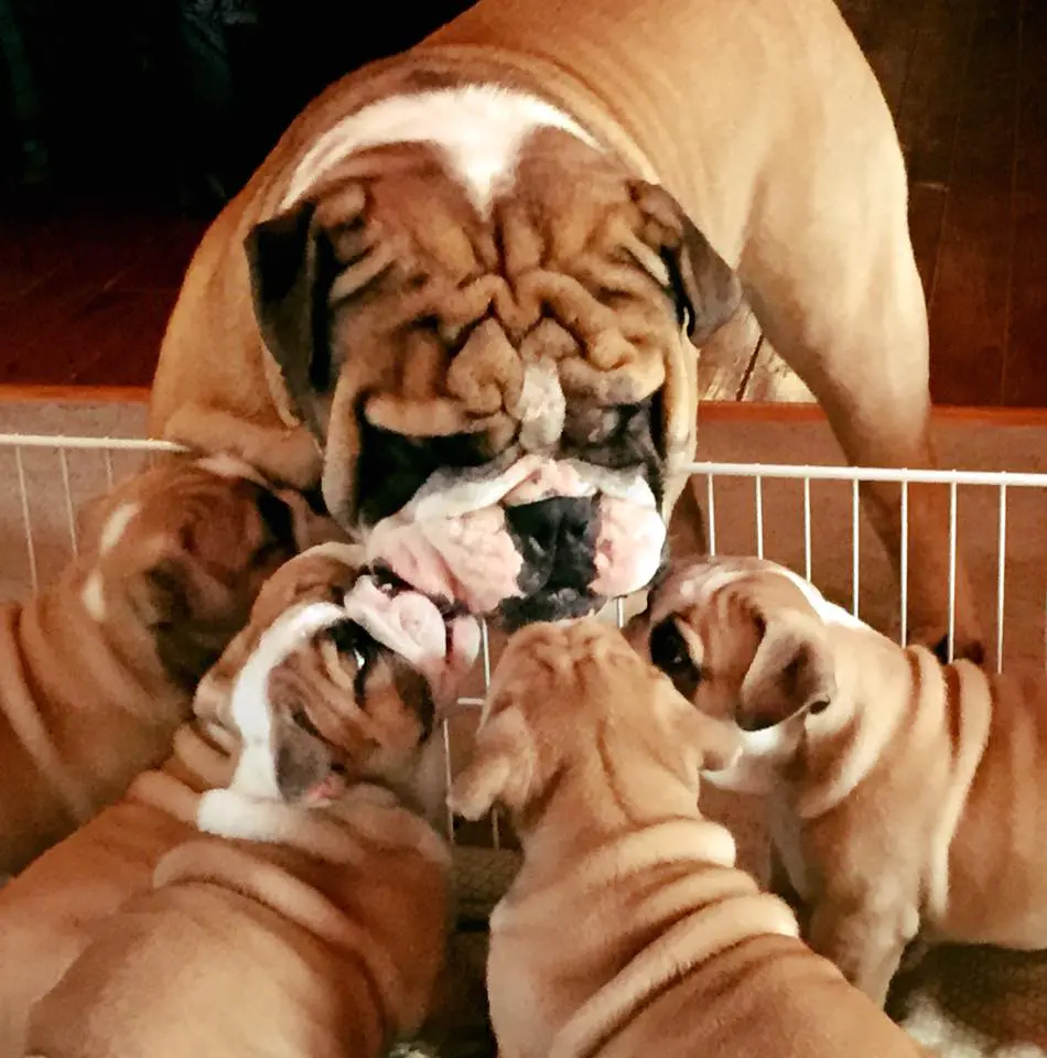 A group of dogs playing with each other.