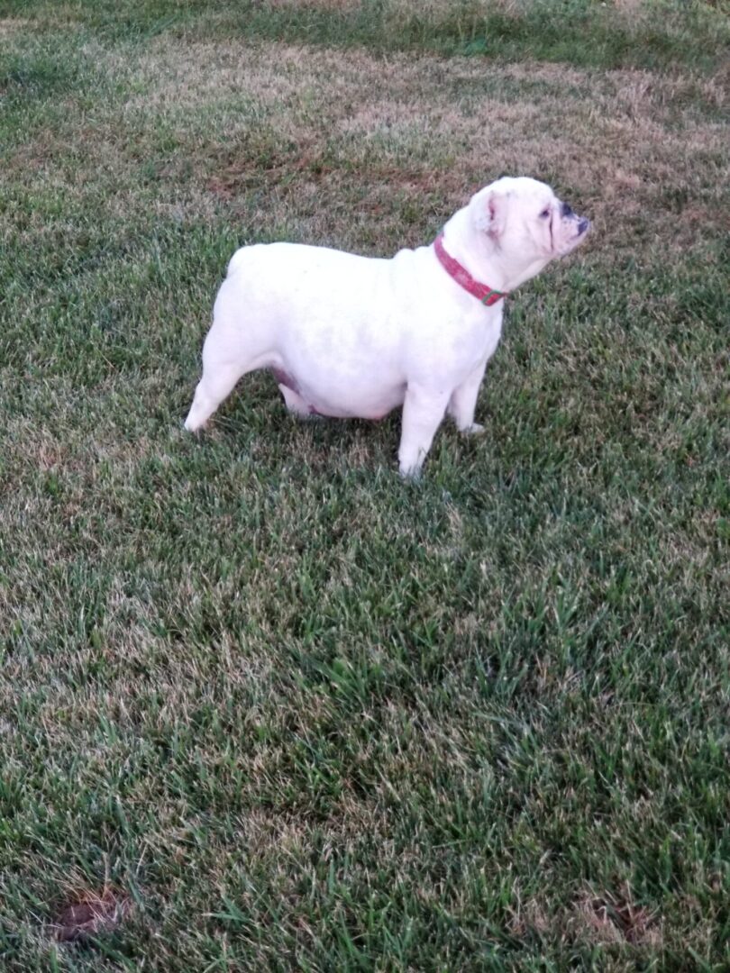 A white dog standing in the grass with its head down.