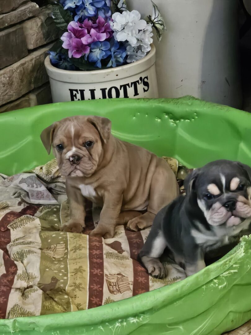 Two puppies sitting in a green basket on the floor.