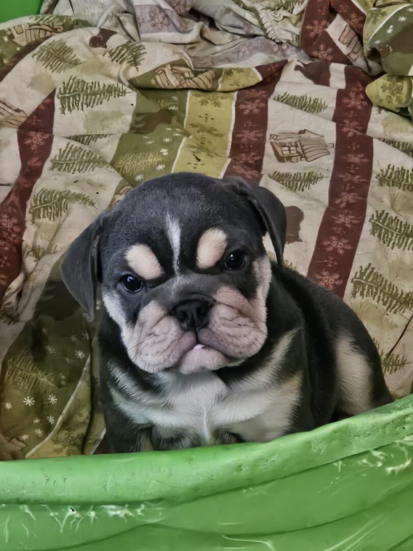 A small dog sitting on top of a bed.