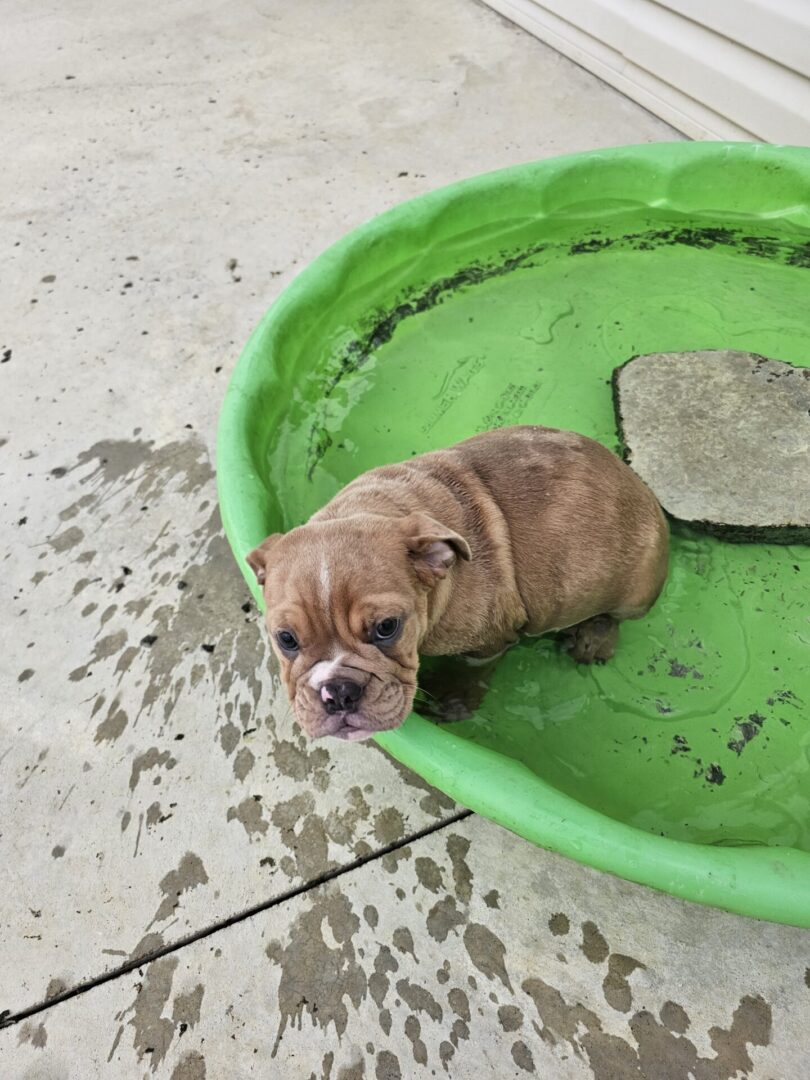 A small brown dog laying in a green bowl.