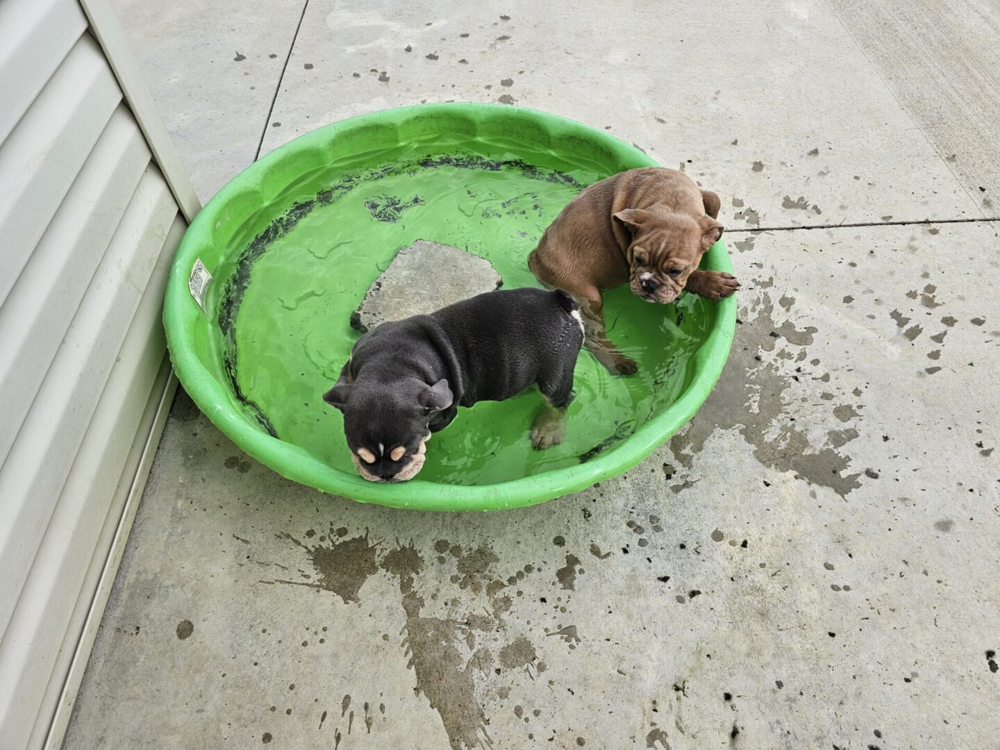 Two dogs sitting in a green bowl on the ground.