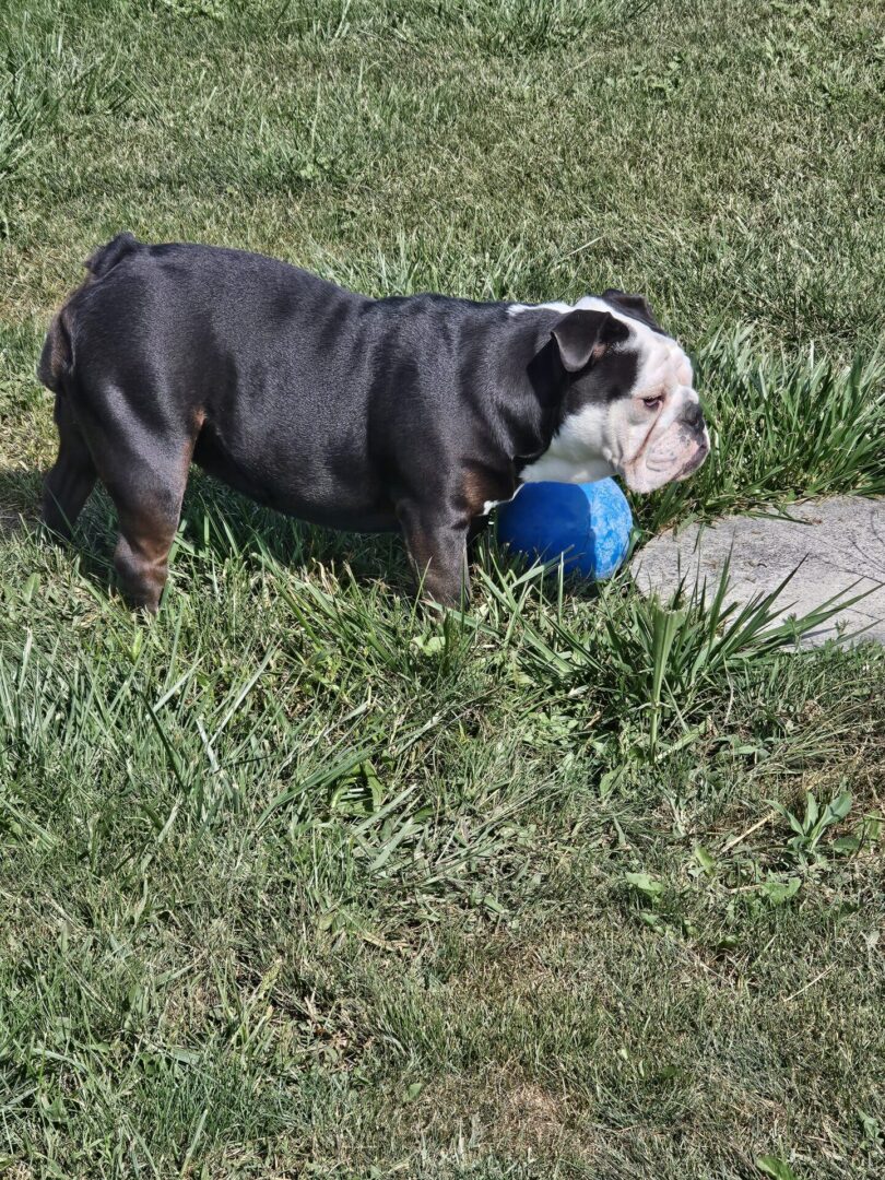 A dog is playing with a frisbee in the grass.