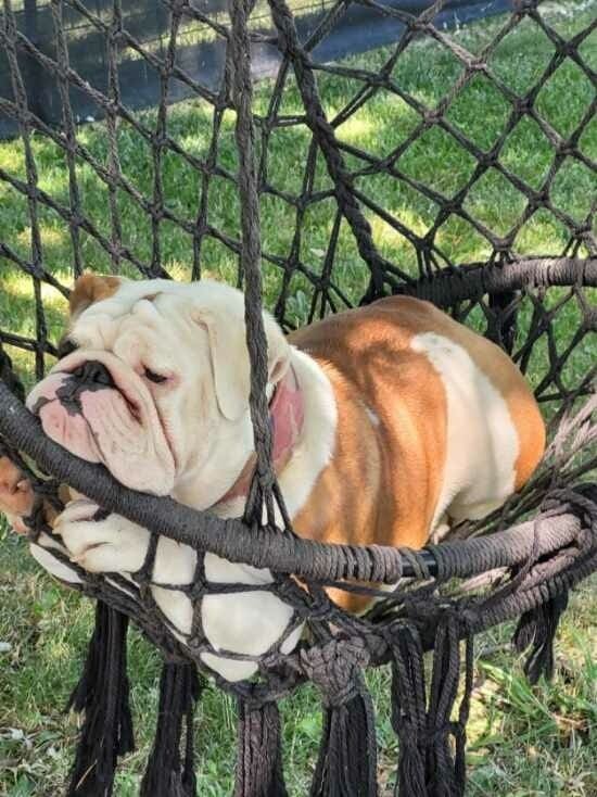 A bulldog is laying in a hammock on the grass.