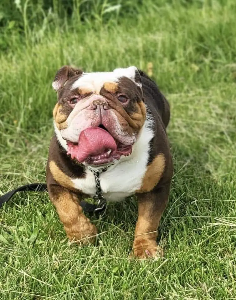 A brown and white dog with its tongue hanging out.