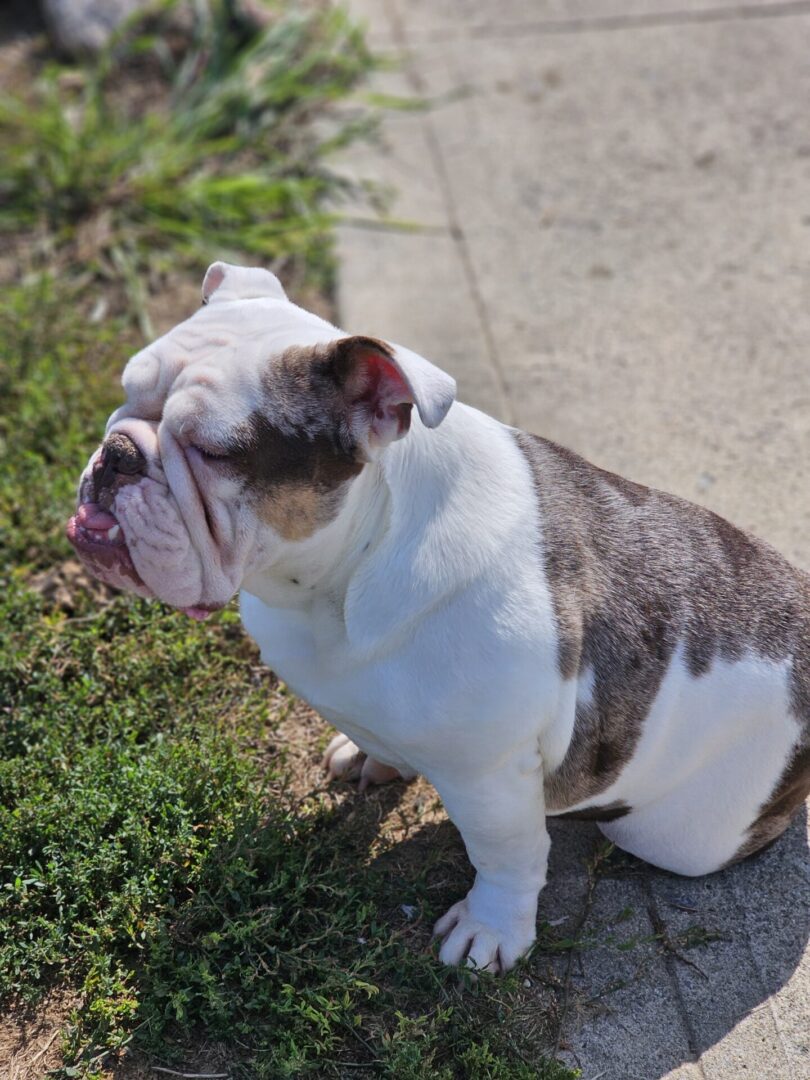 A bulldog sitting on the ground outside in the grass.