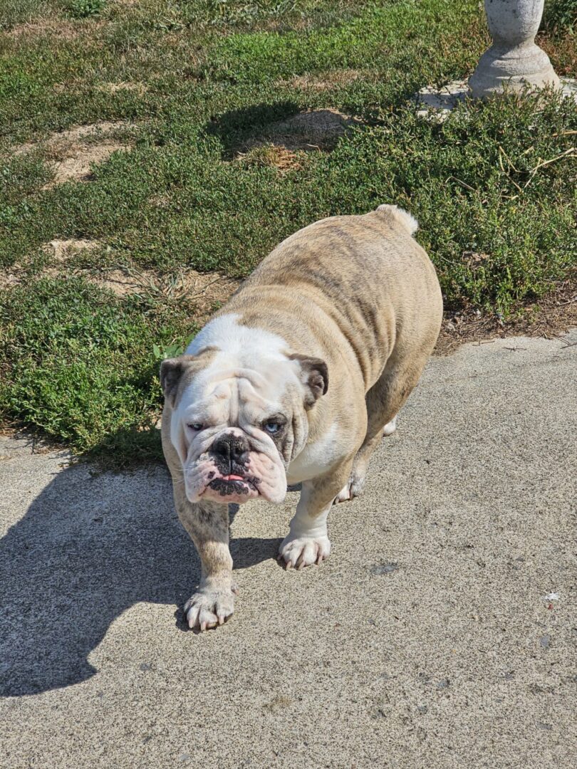 A brown and white dog standing on top of a cement road.