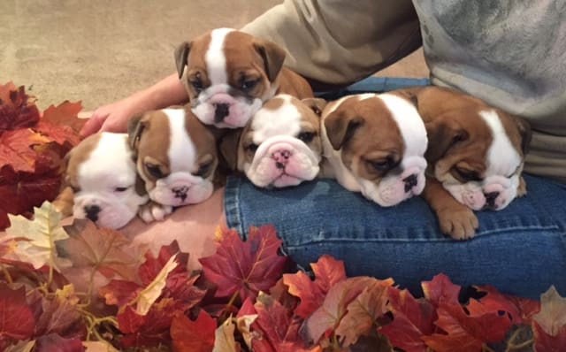 A group of puppies sitting in front of leaves.