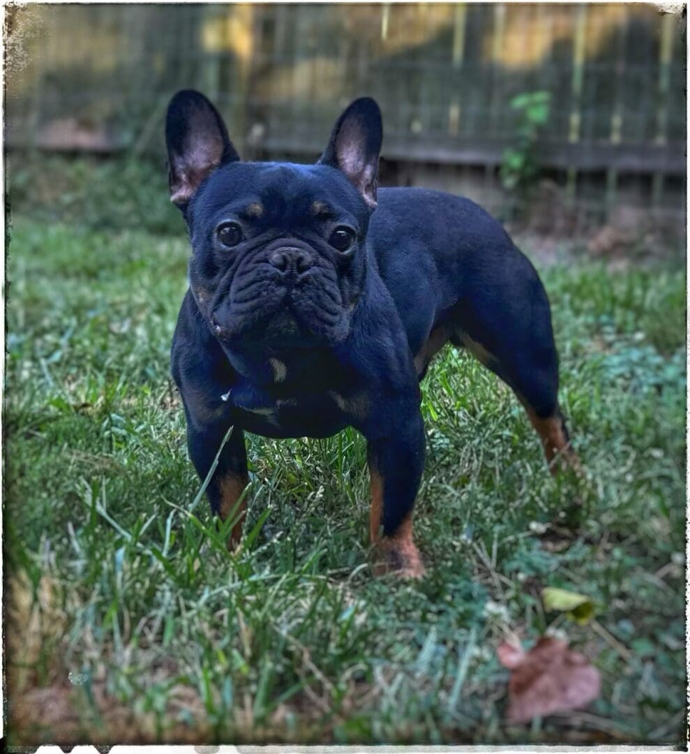 A black and brown dog standing in the grass.